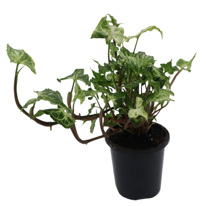 Syngonium Batik 90mm