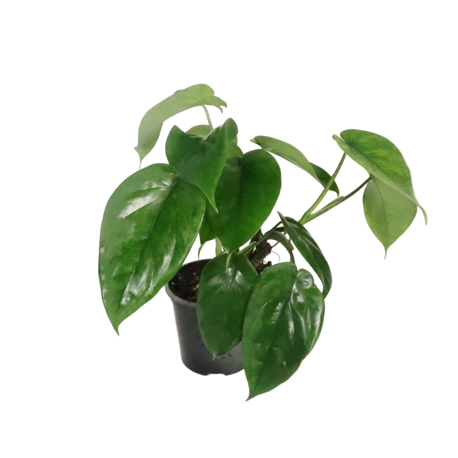Syngonium Chiapense - Arrowhead Plant 100mm