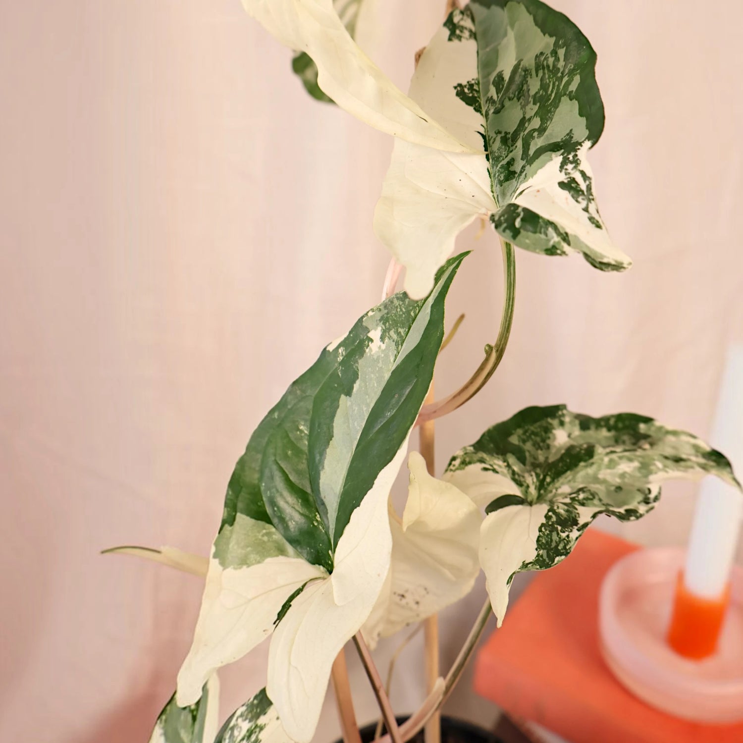 Syngonium Fantasy 70mm