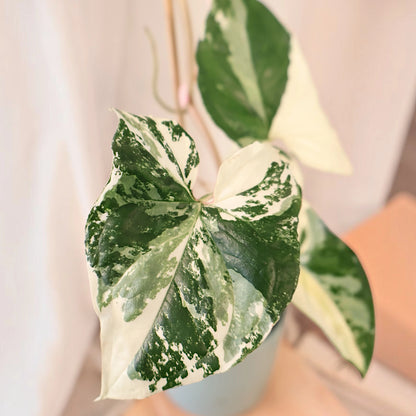 Syngonium Fantasy 70mm