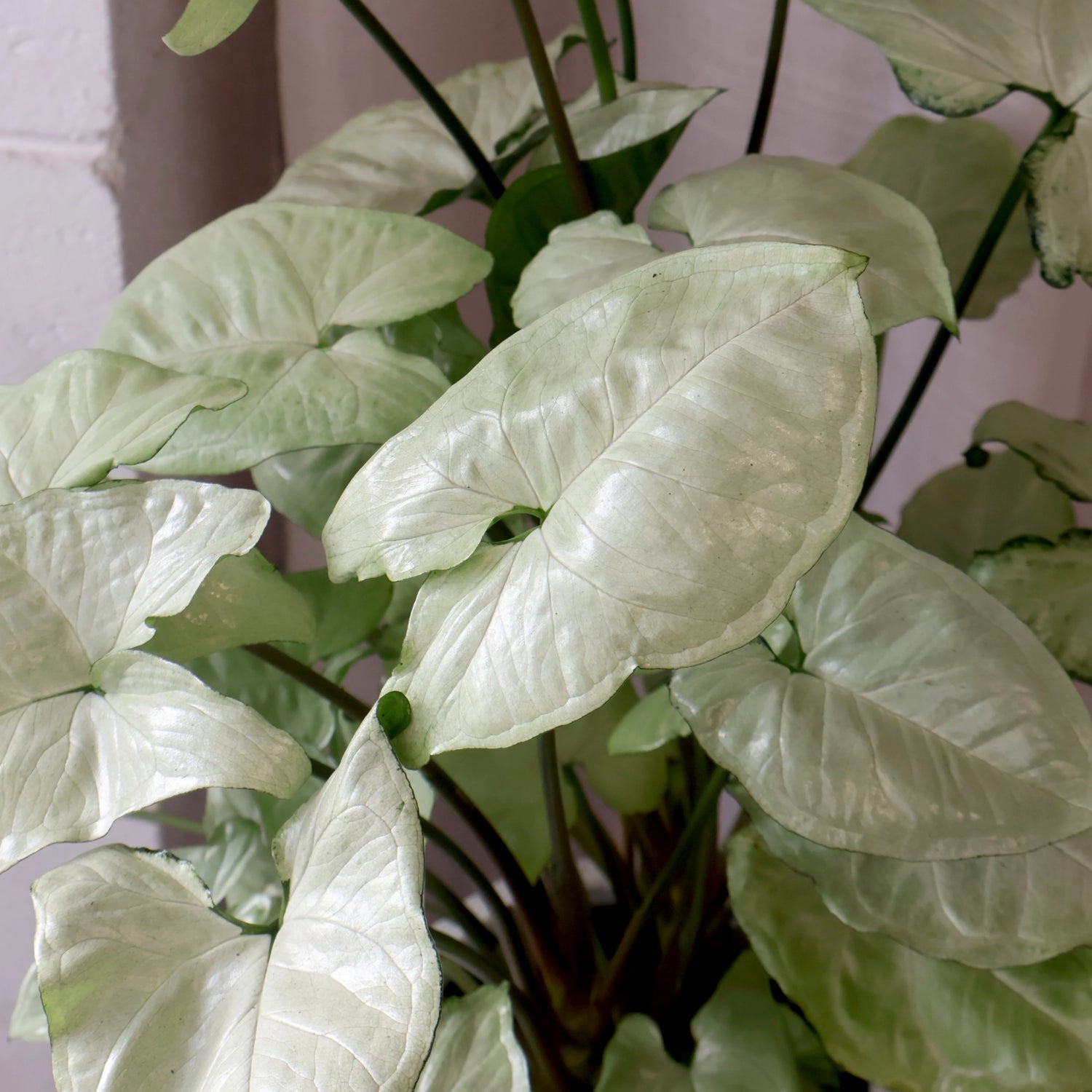 Syngonium Holly 125mm