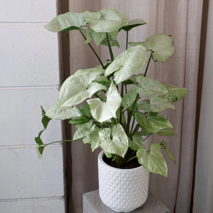 Syngonium Holly 125mm