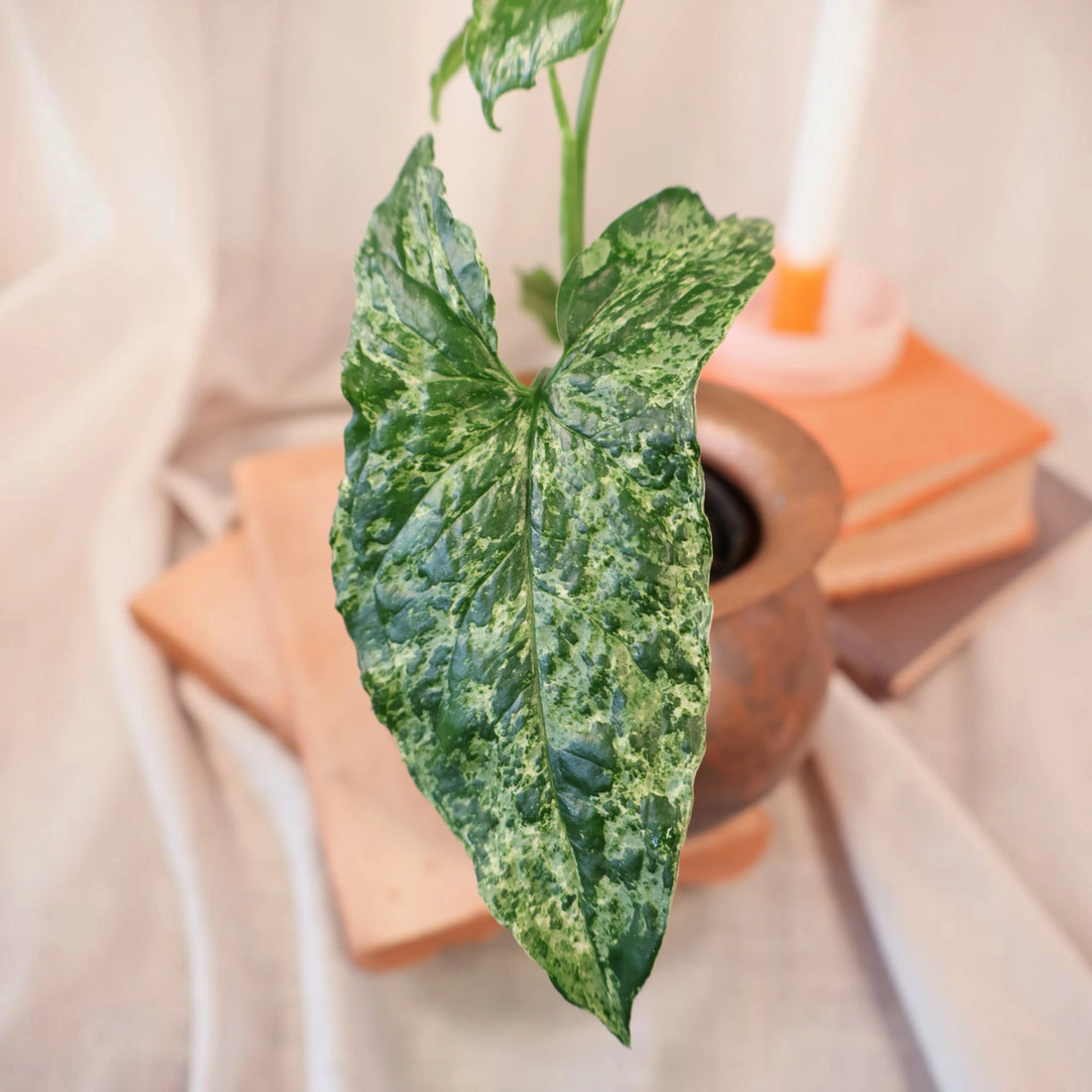Syngonium Mojito 100mm