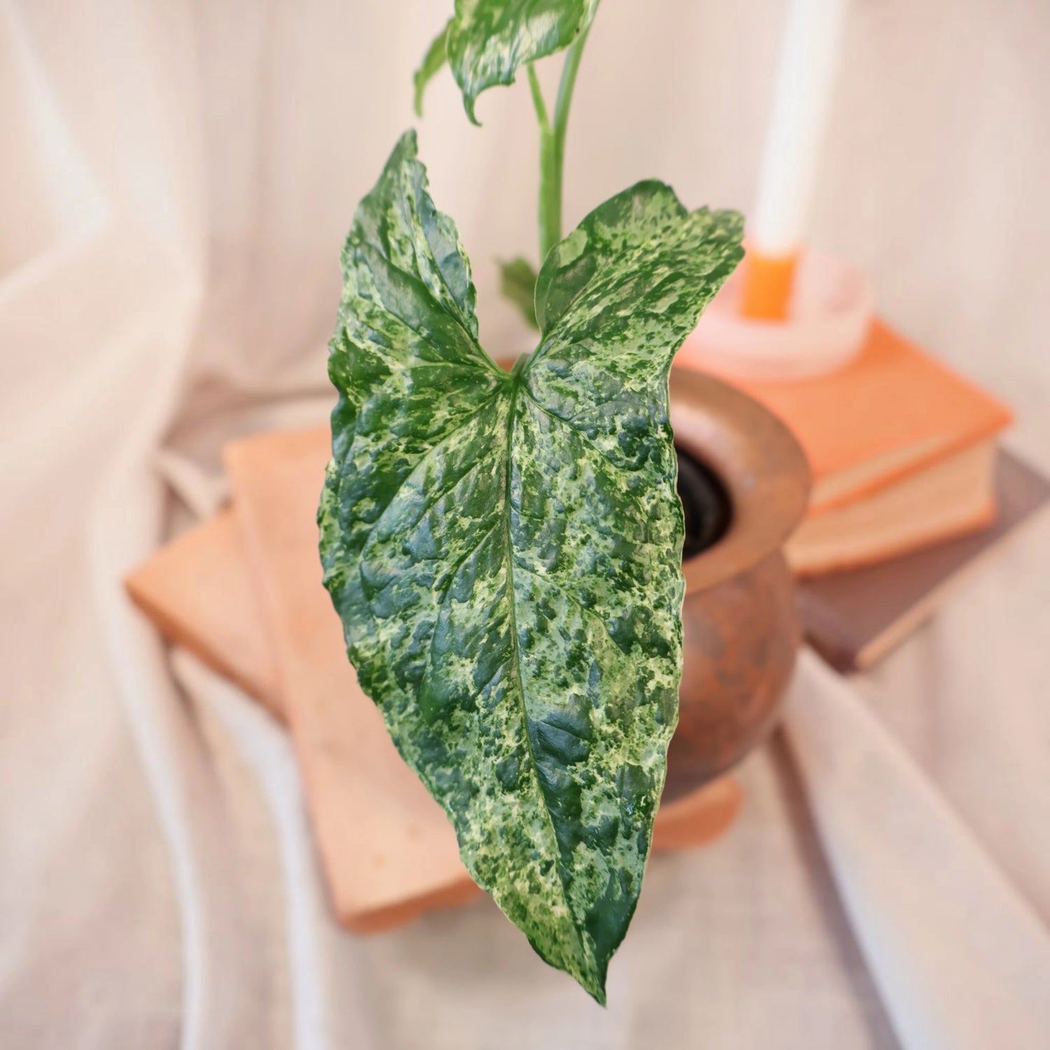 Syngonium Mojito 100mm