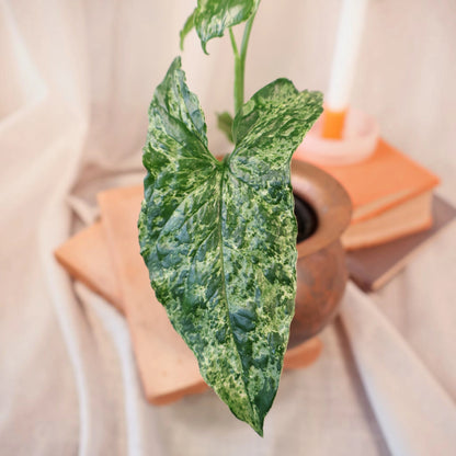 Syngonium Mojito 100mm