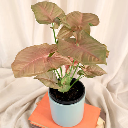 Syngonium Neon 100mm
