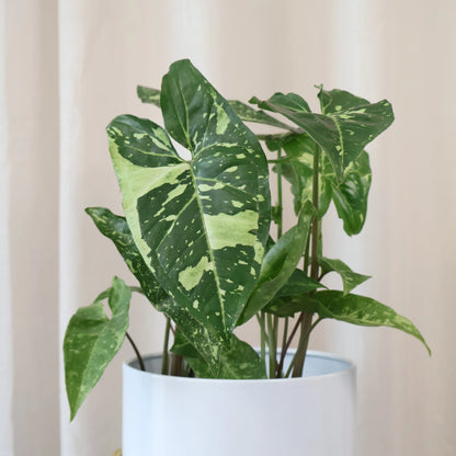 Syngonium Panda 70mm