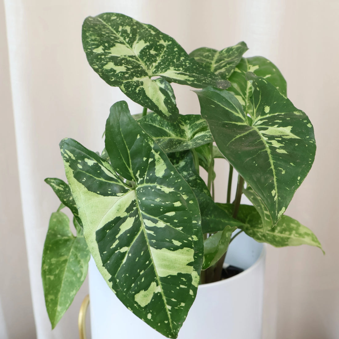 Syngonium Panda 100mm