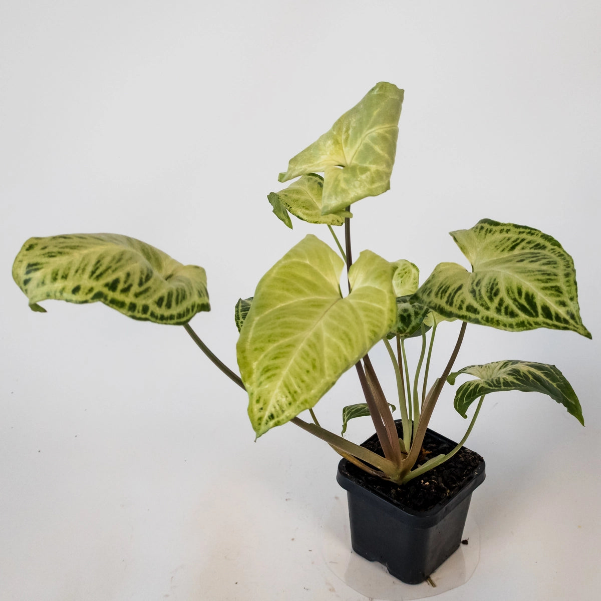 Syngonium Podophyllum Batik 70mm