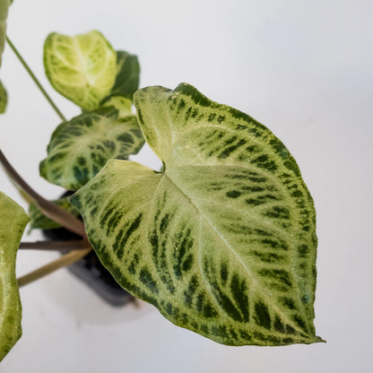 Syngonium Podophyllum Batik 70mm