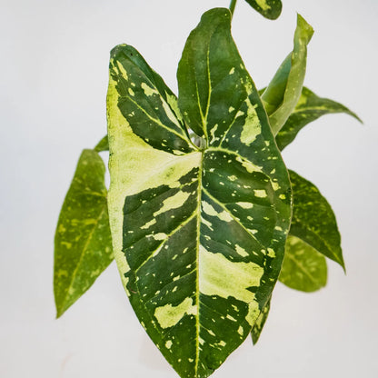 Syngonium podophyllum Panda 70mm