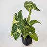 Syngonium podophyllum Panda 70mm