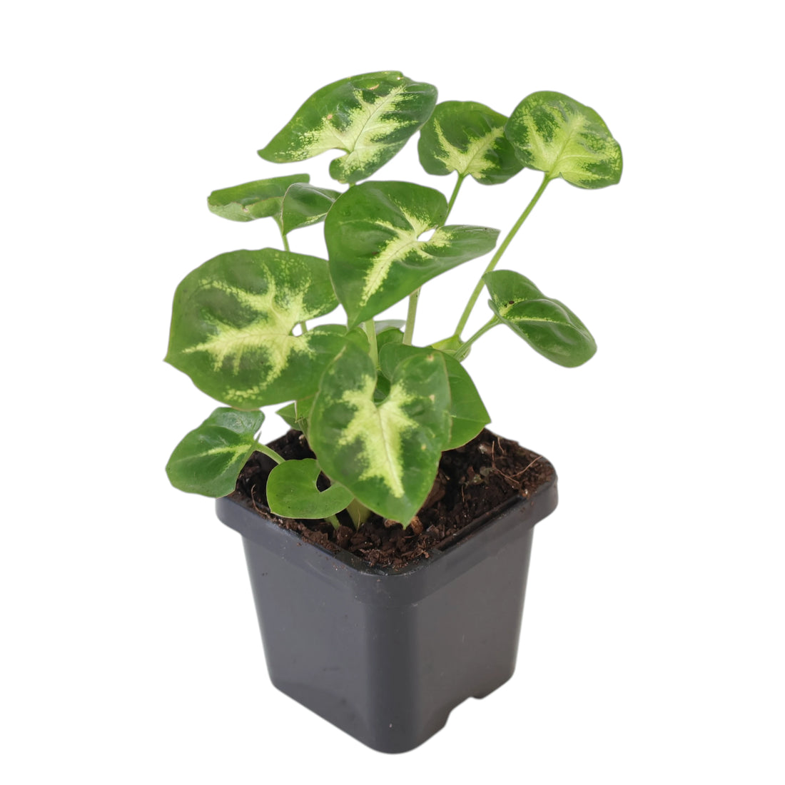 Syngonium Podophyllum Pixie 70mm