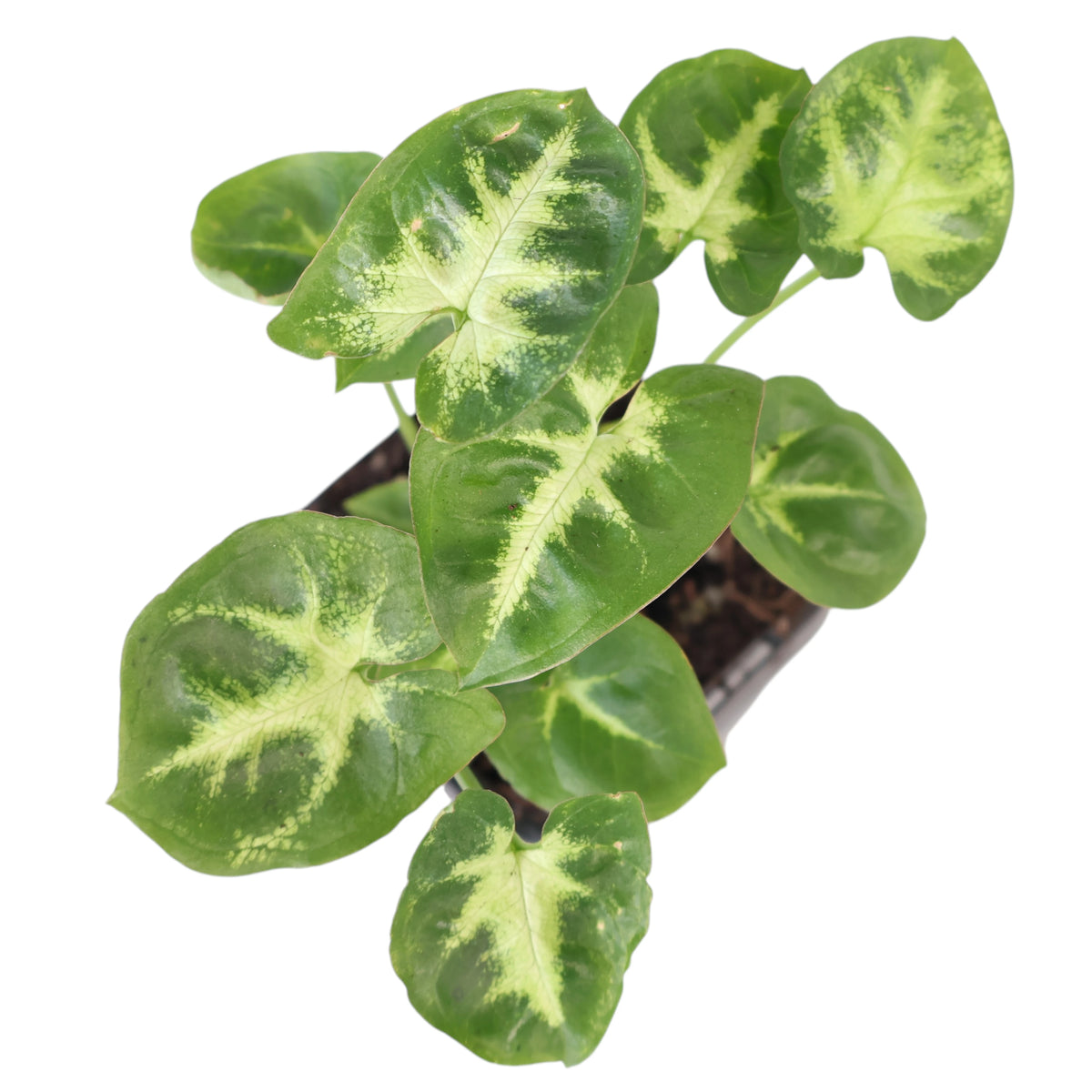Syngonium Podophyllum Pixie 70mm