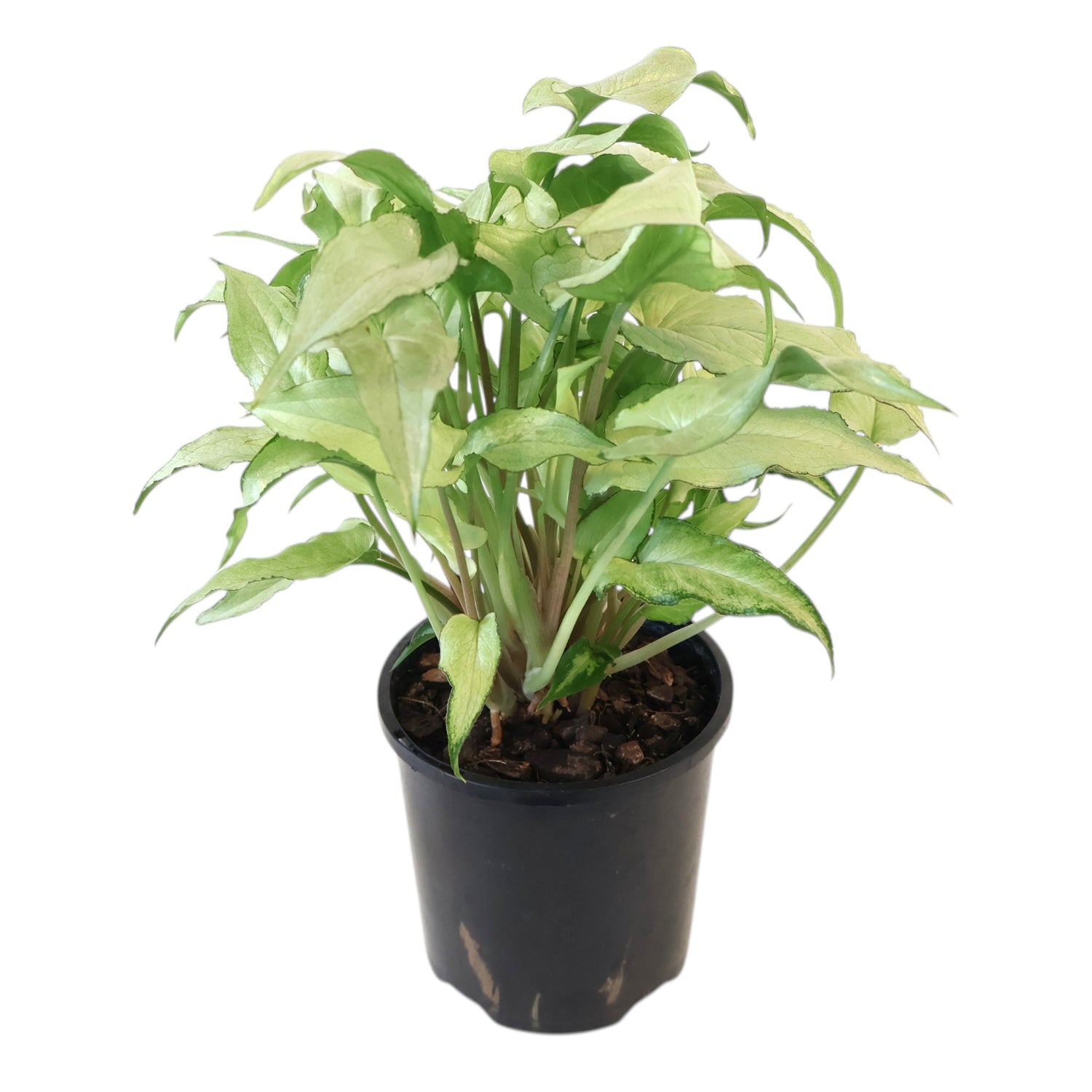 Syngonium Silver Fox 100mm