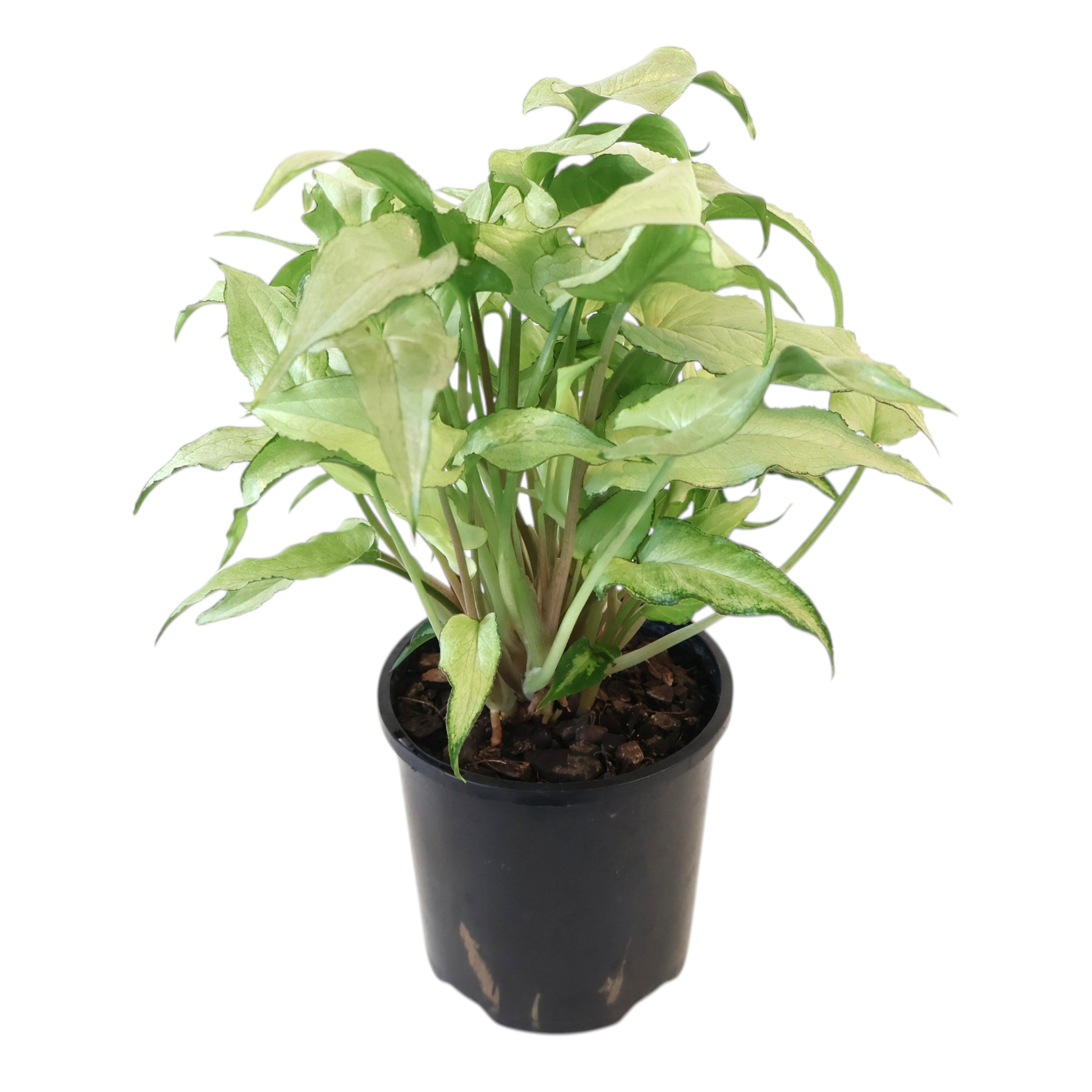 Syngonium Silver Fox 100mm