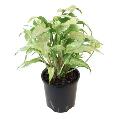 Syngonium Silver Fox 100mm