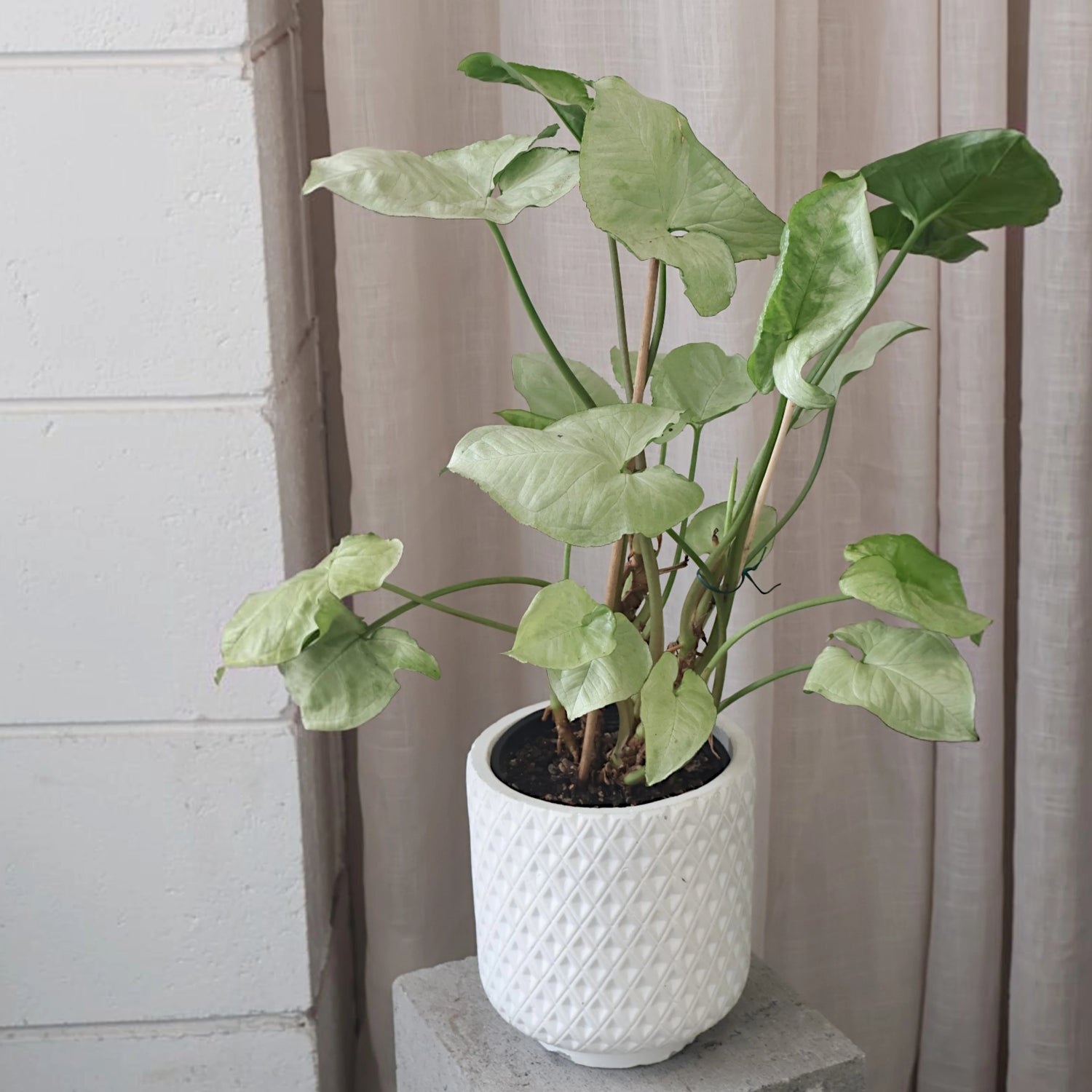 Syngonium Silver Pearl 130mm