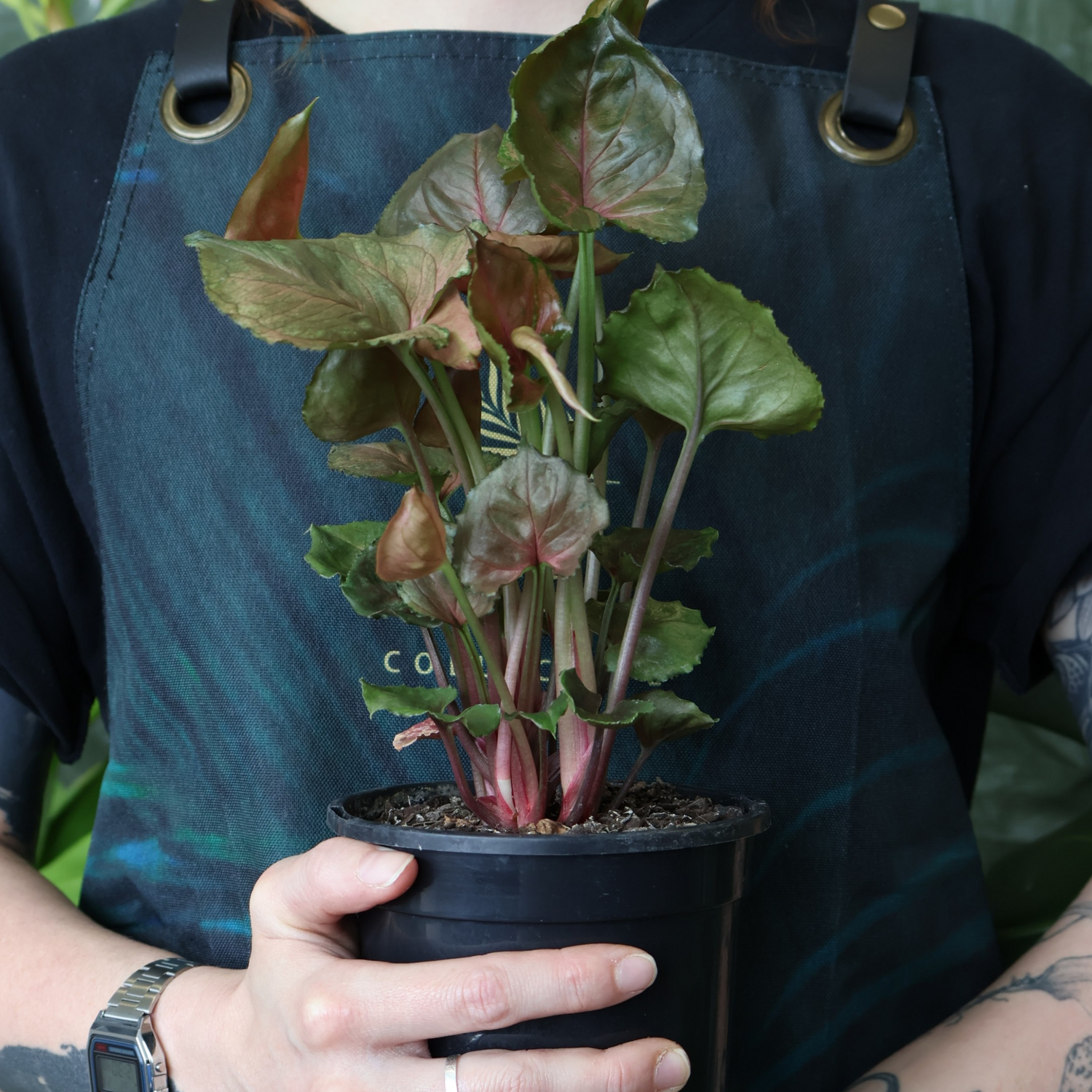 Syngonium Maria 130mm