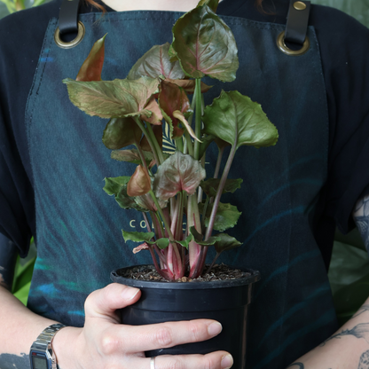 Syngonium Maria 130mm