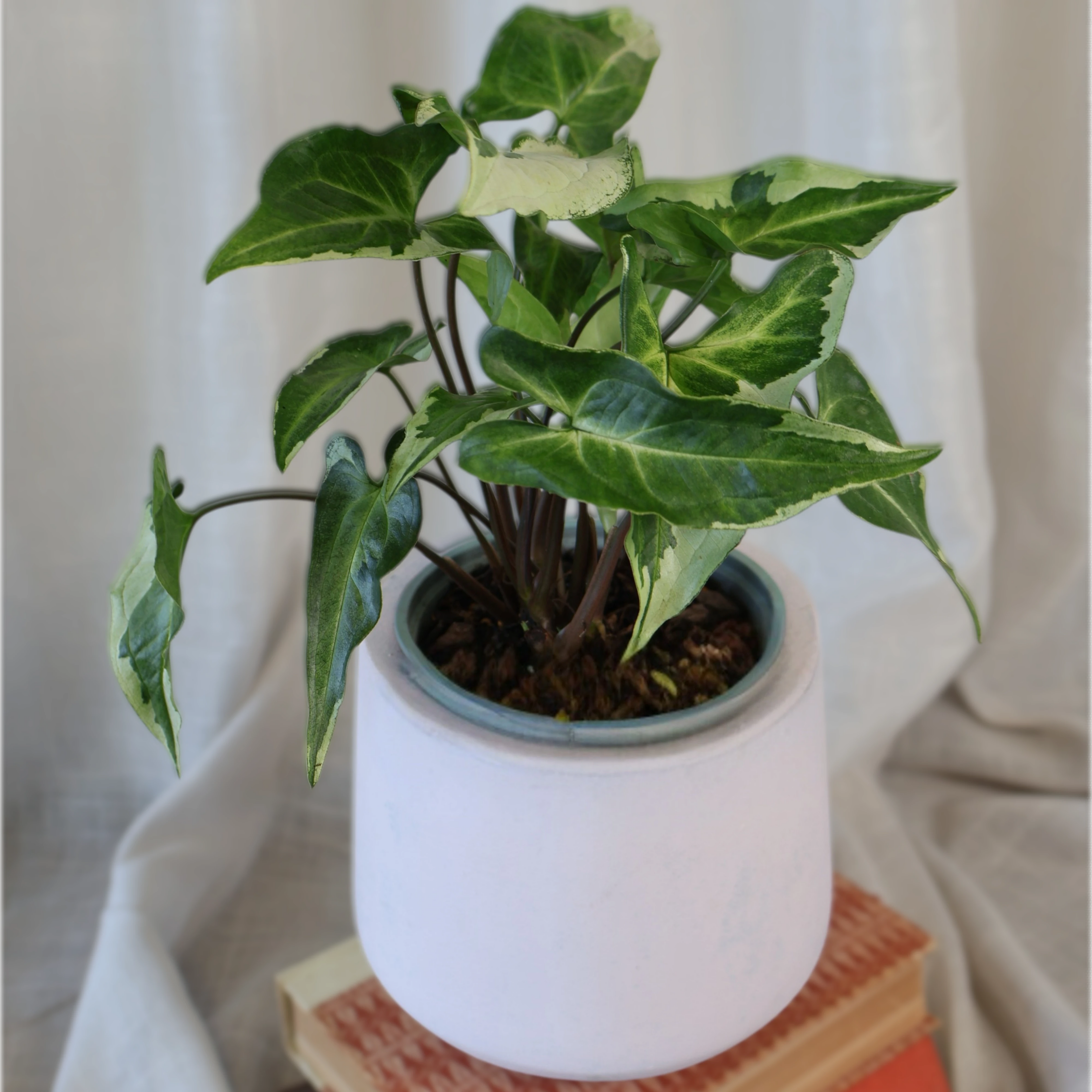 Syngonium 3 Kings Magic Marble 120mm