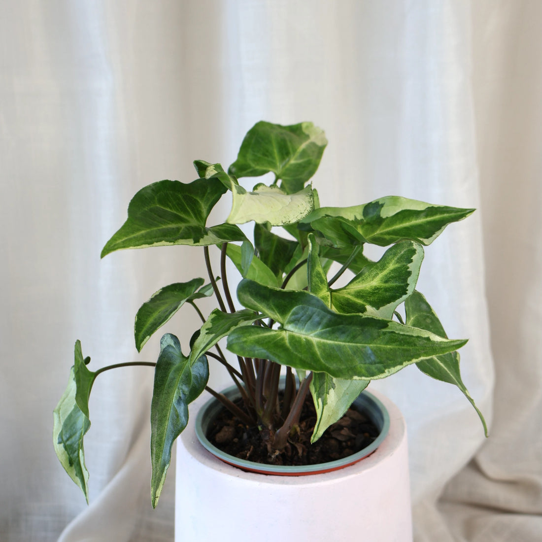 Syngonium 3 Kings 70mm
