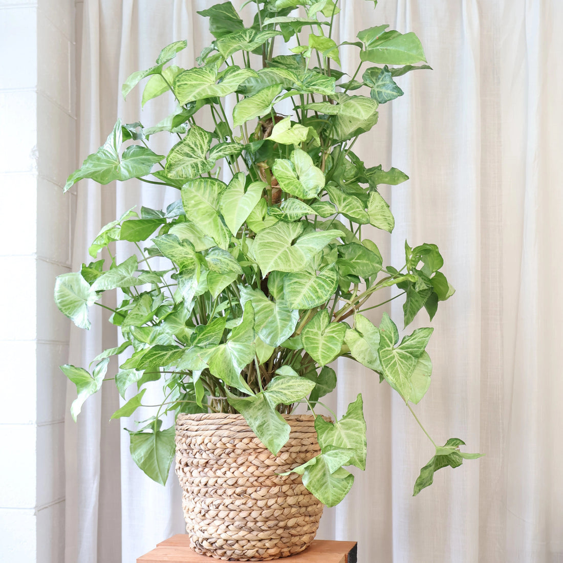 Syngonium White Butterfly 250mm Totem