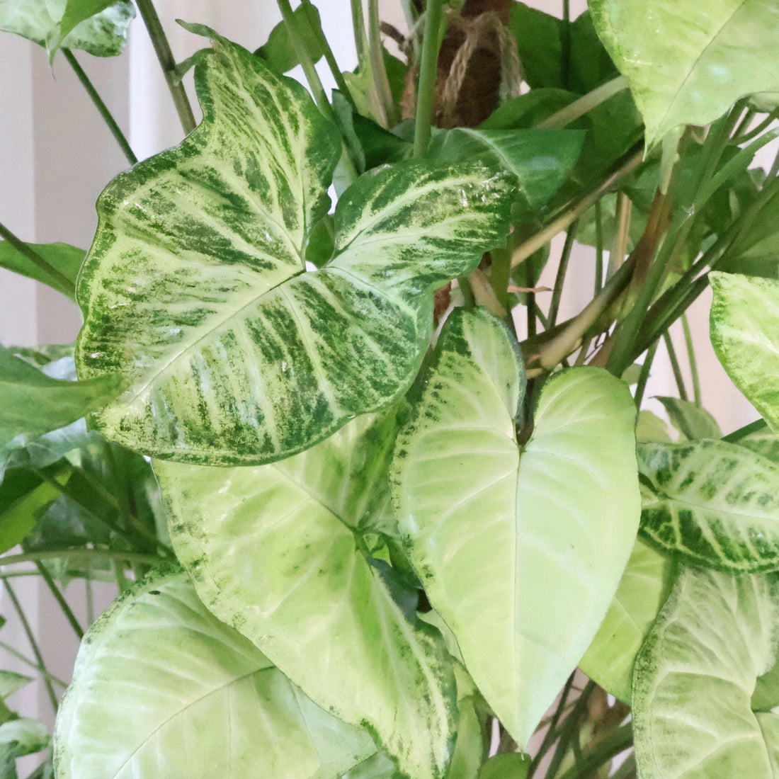 Syngonium White Butterfly 250mm Totem