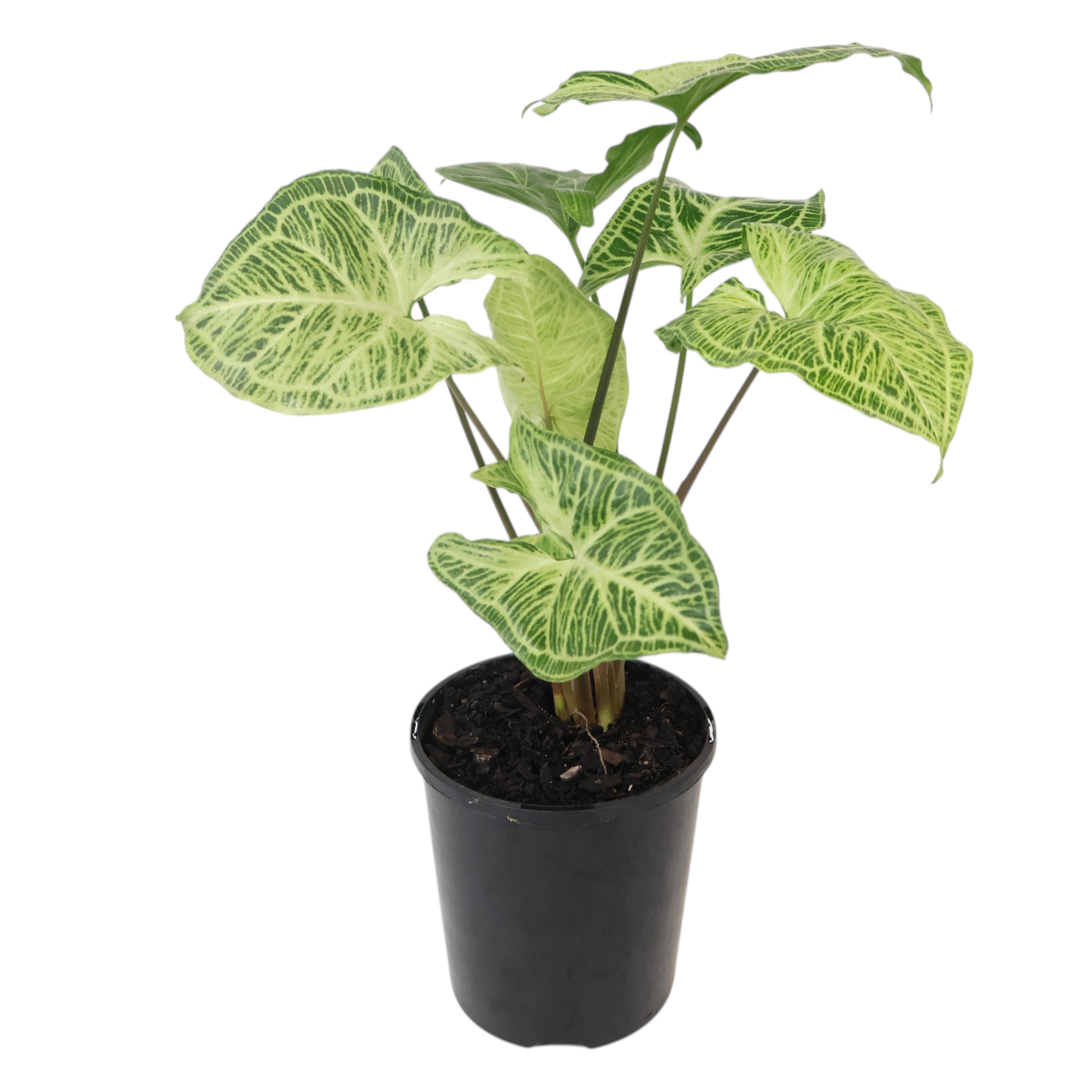 Syngonium Batik 125mm