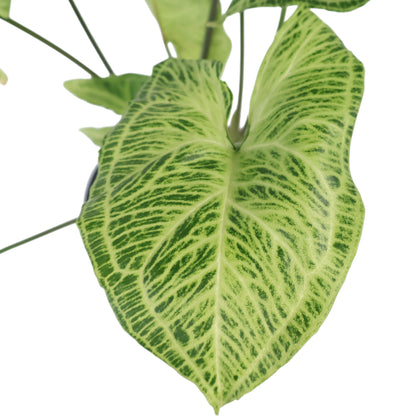 Syngonium Batik 125mm