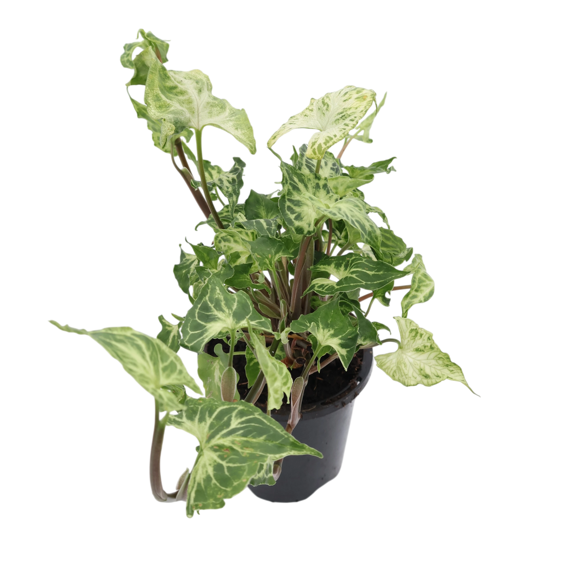 Syngonium Batik 90mm