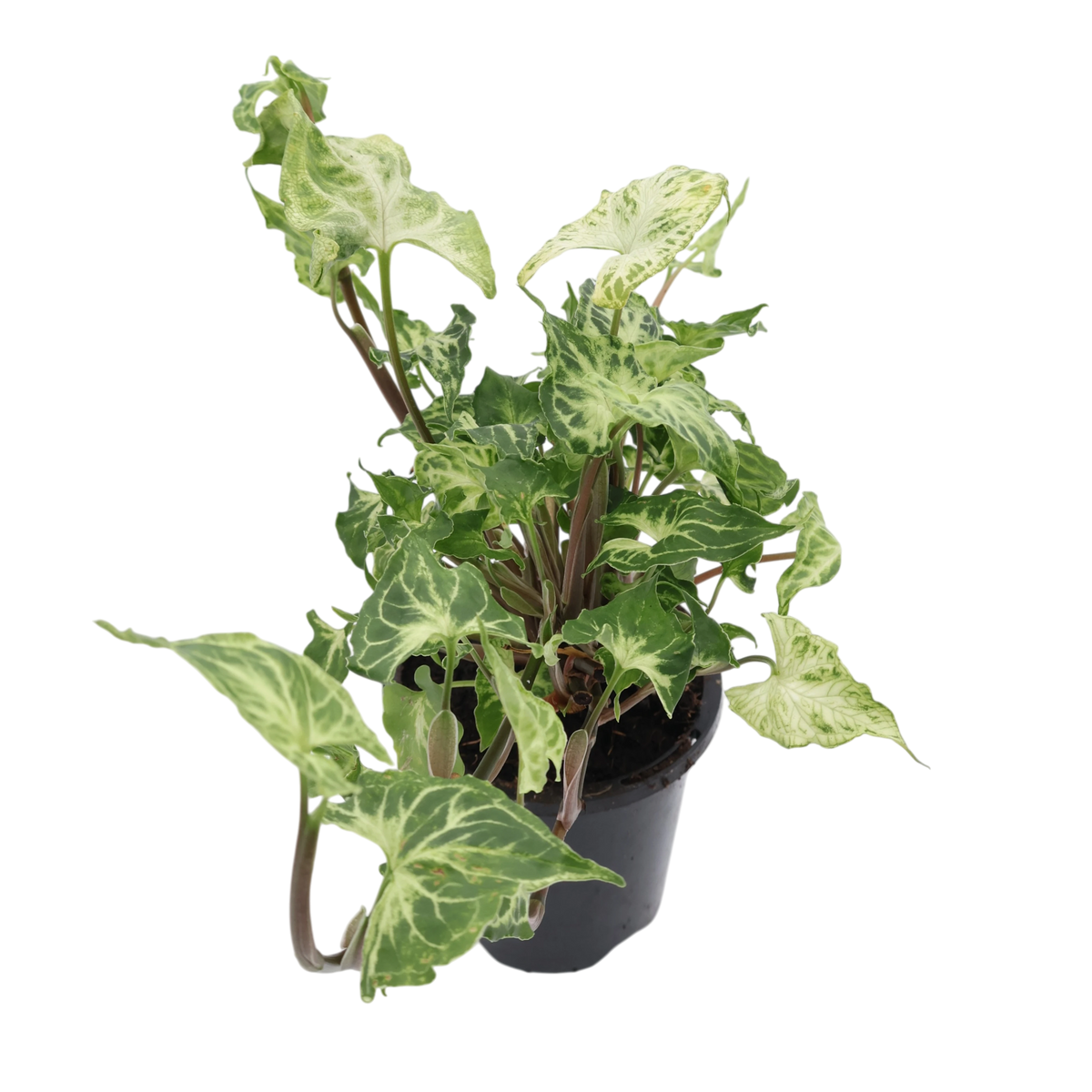 Syngonium Batik 90mm