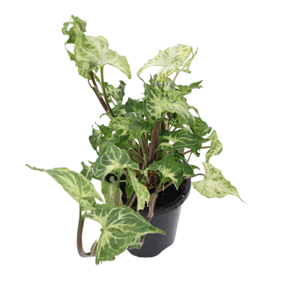 Syngonium Batik 90mm