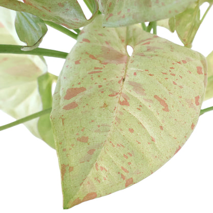 Syngonium Confetti 125mm