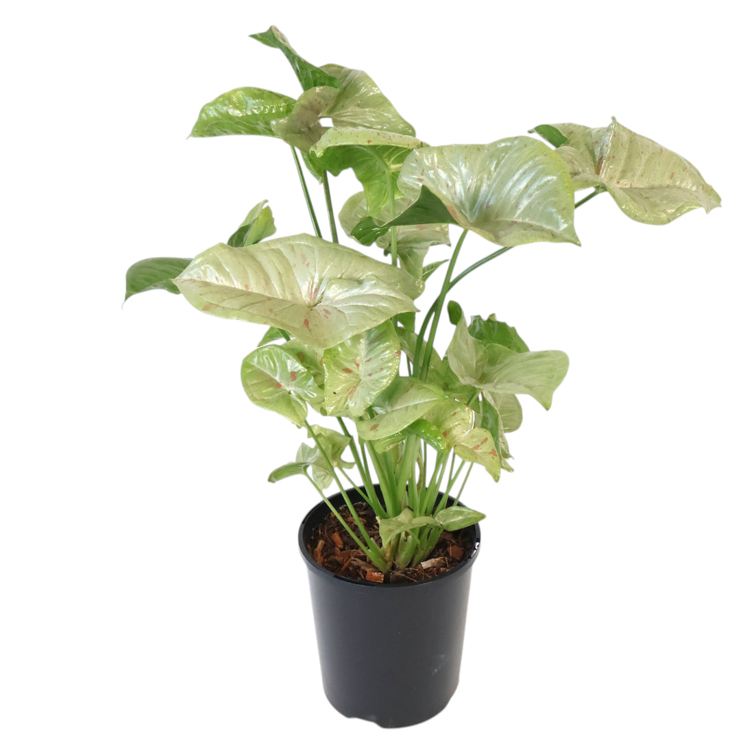 Syngonium Confetti 125mm