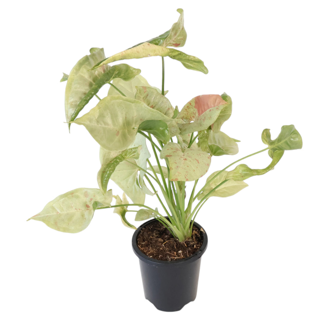 Syngonium Confetii 90mm
