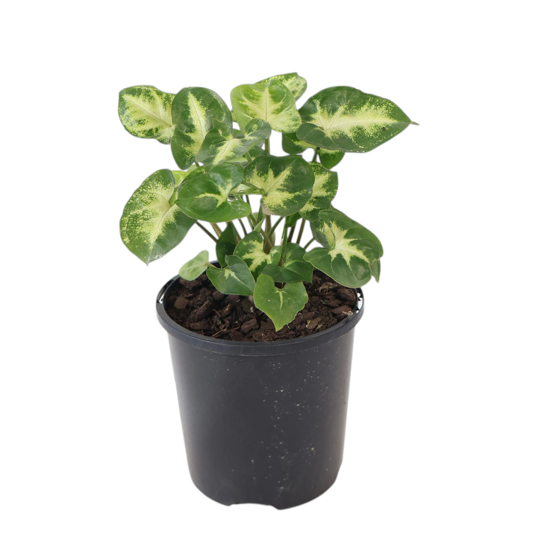 Syngonium Pixie 100mm
