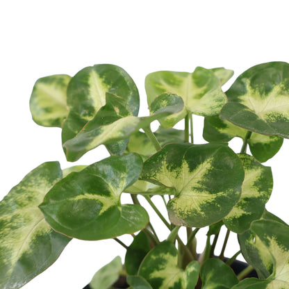 Syngonium Pixie 100mm