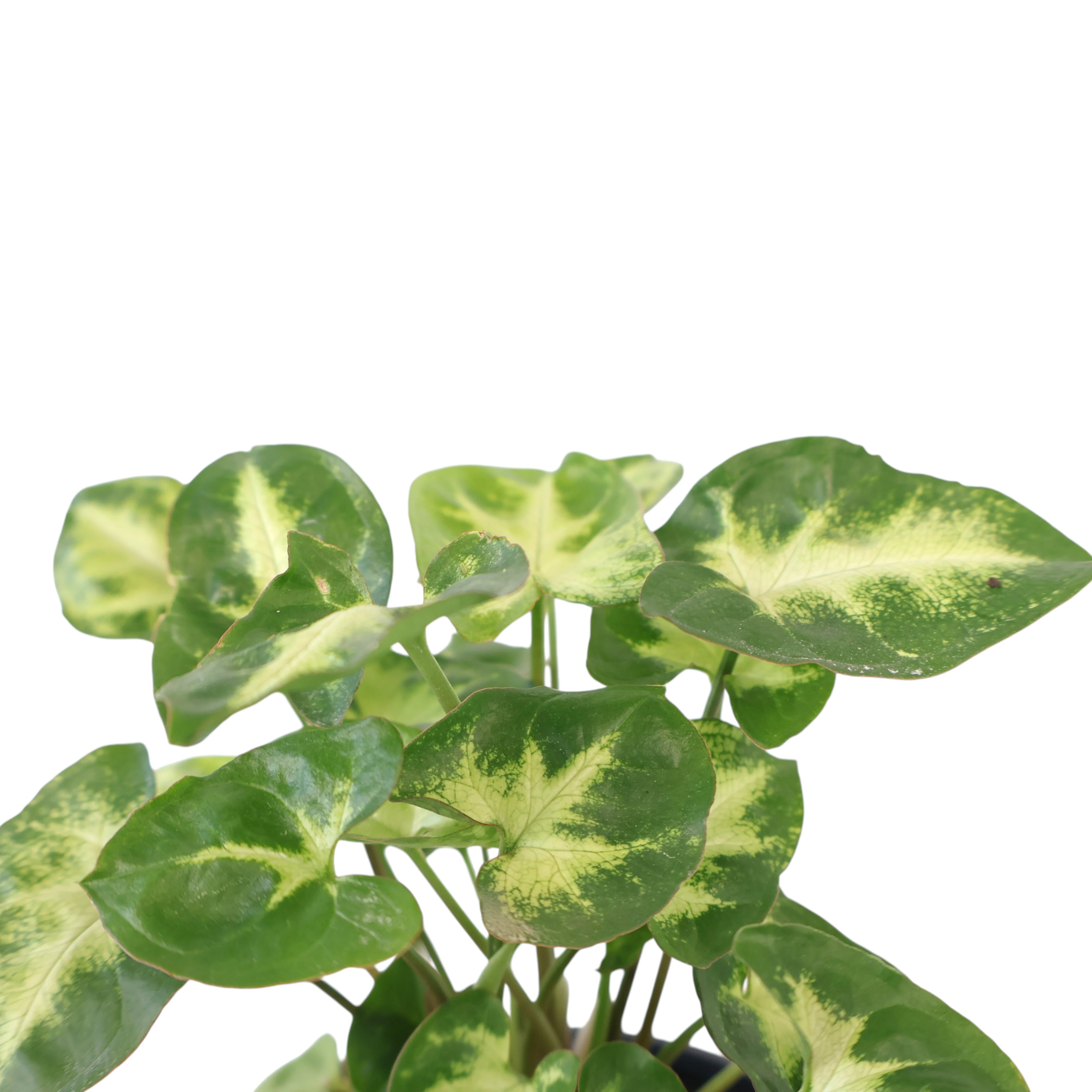 Syngonium Podophyllum Pixie 70mm