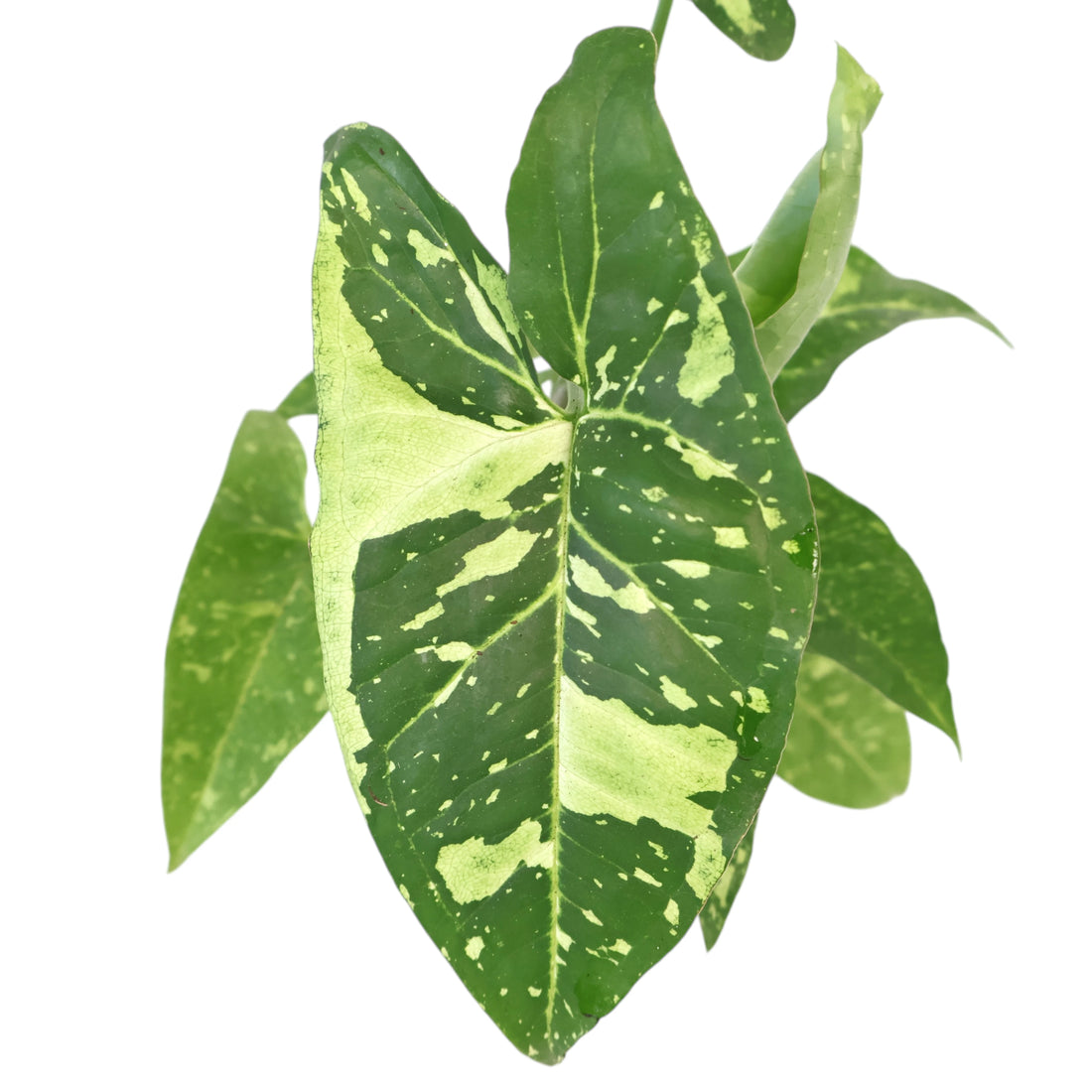 Syngonium Panda 100mm