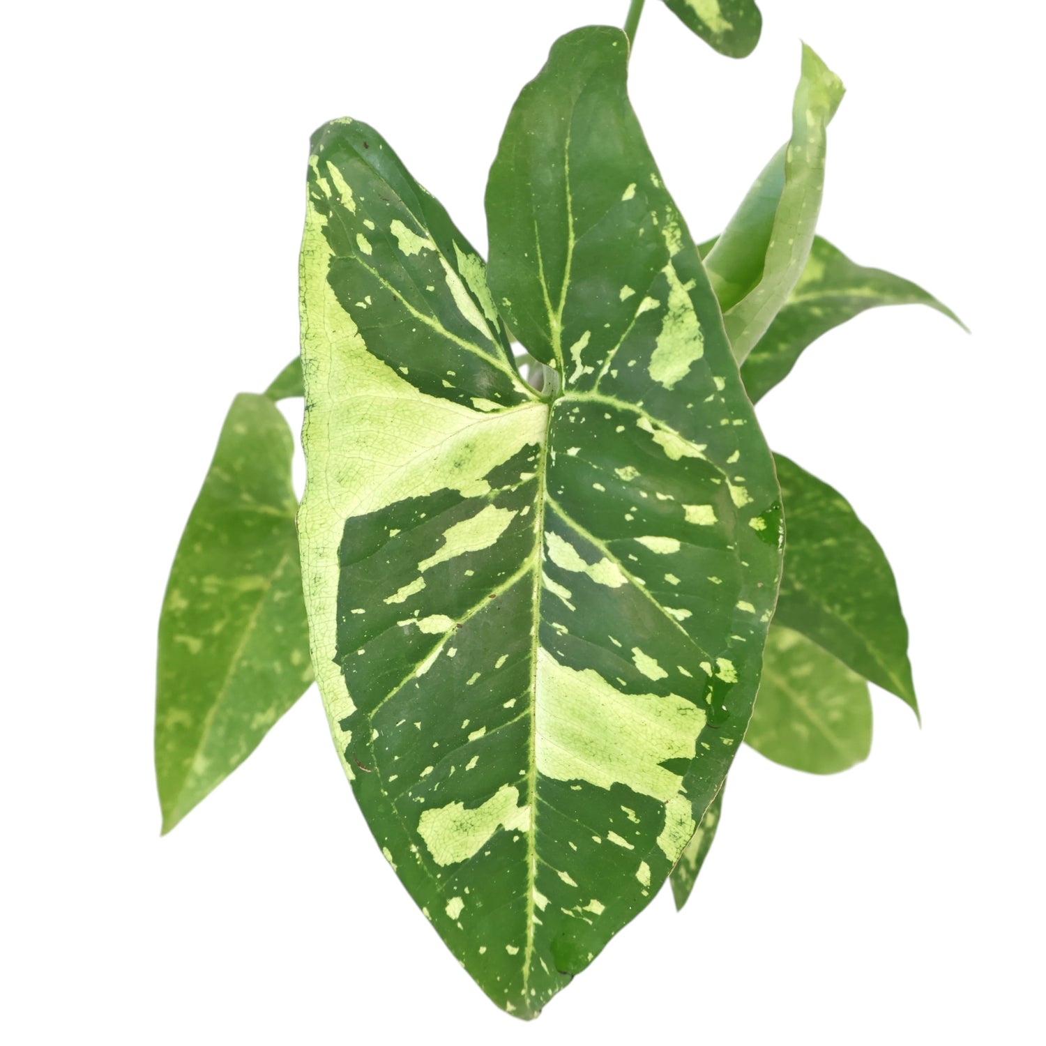 Syngonium Panda 100mm