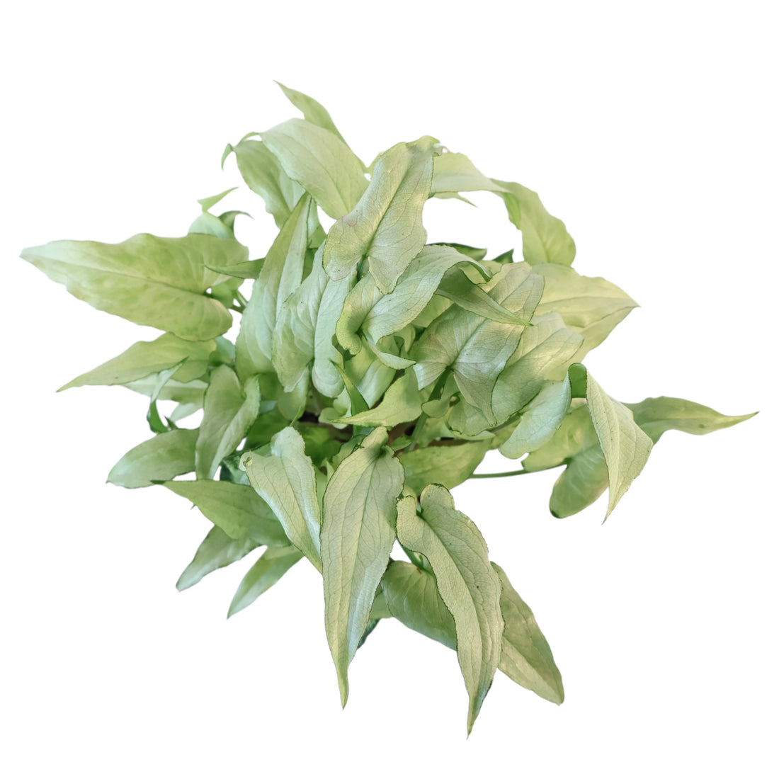 Syngonium Silver Fox 100mm