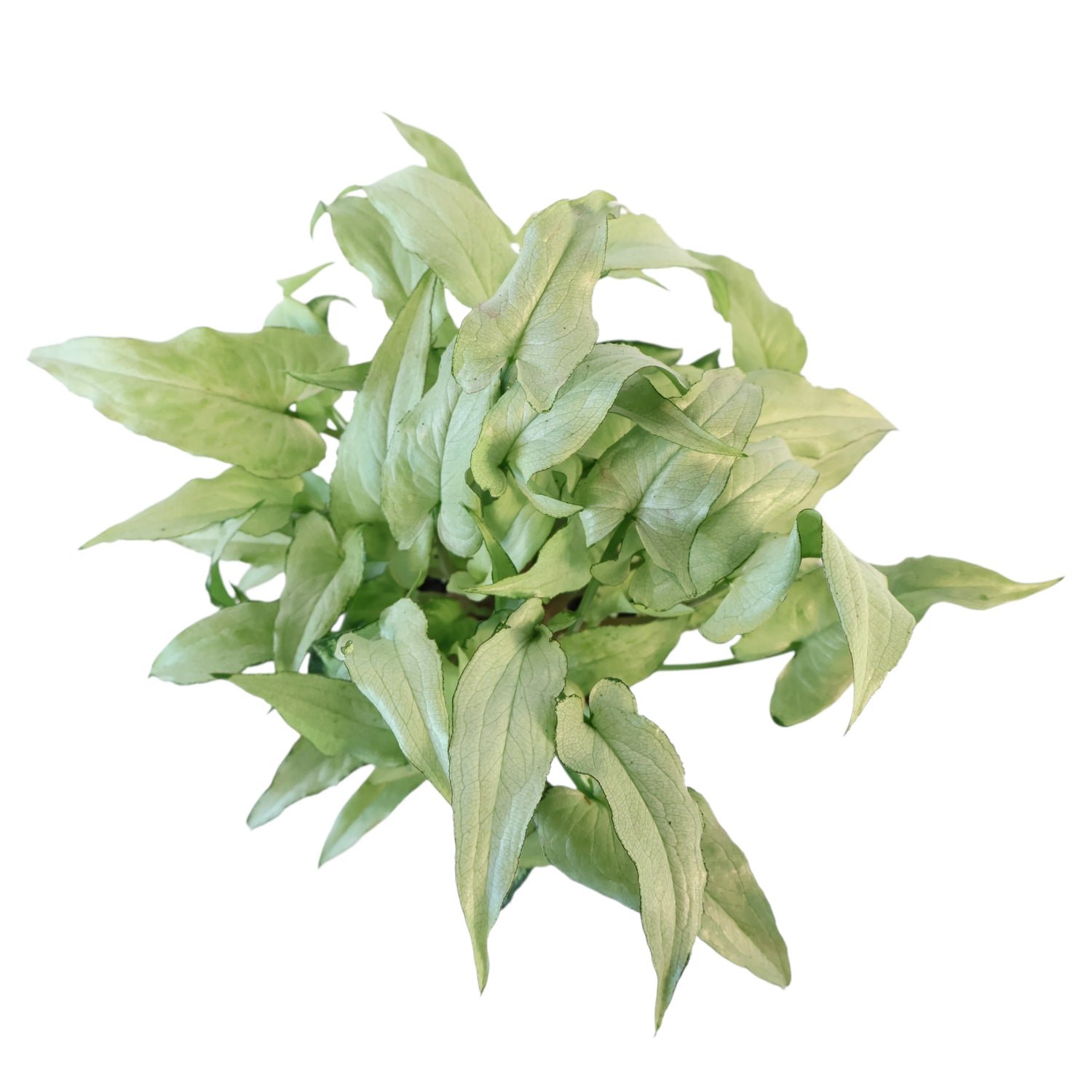 Syngonium Silver Fox 100mm