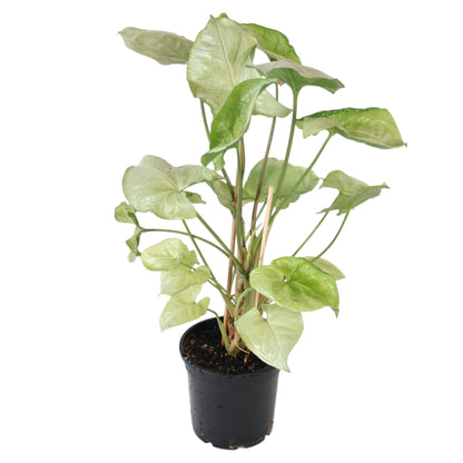 Syngonium Silver Pearl 130mm