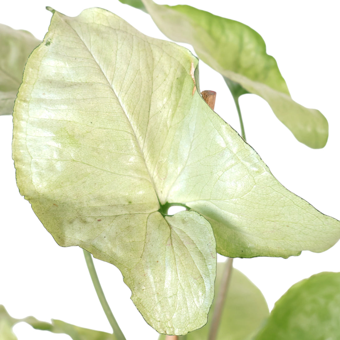 Syngonium Silver Pearl 130mm