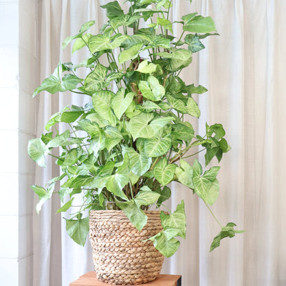 Syngonium White Butterfly 250mm Totem