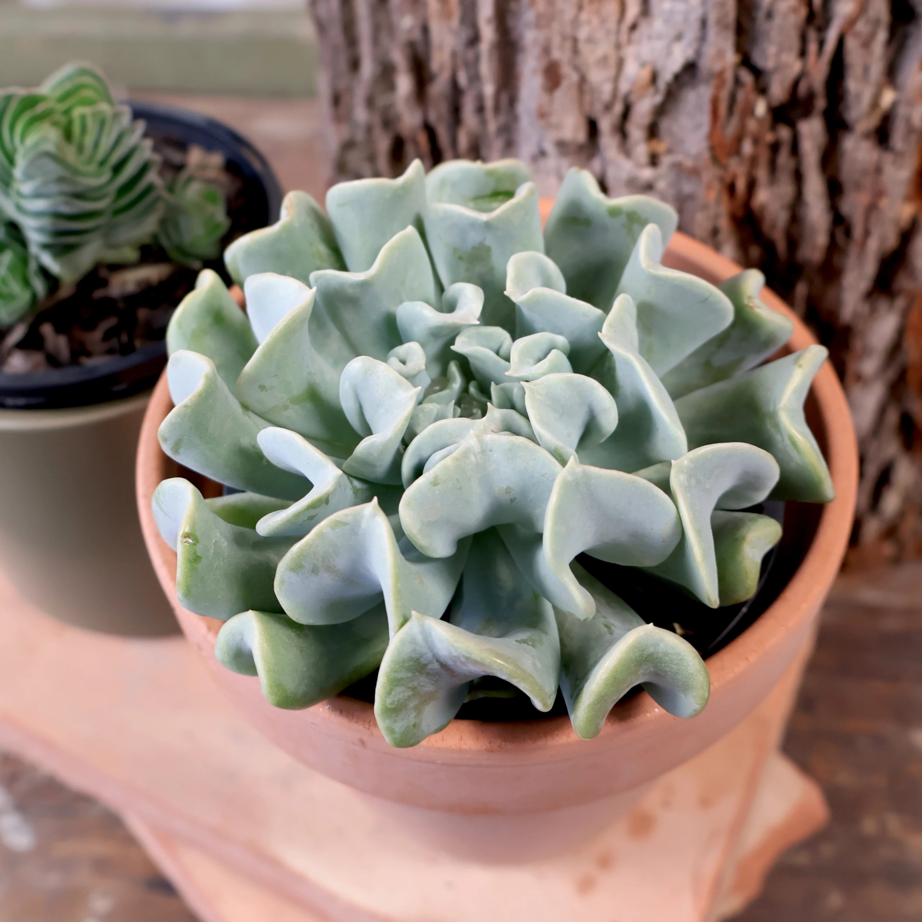 Echeveria Topsy Turvy 100mm