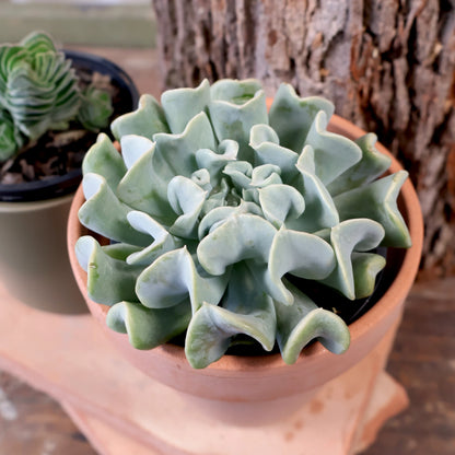 Echeveria Topsy Turvy 100mm
