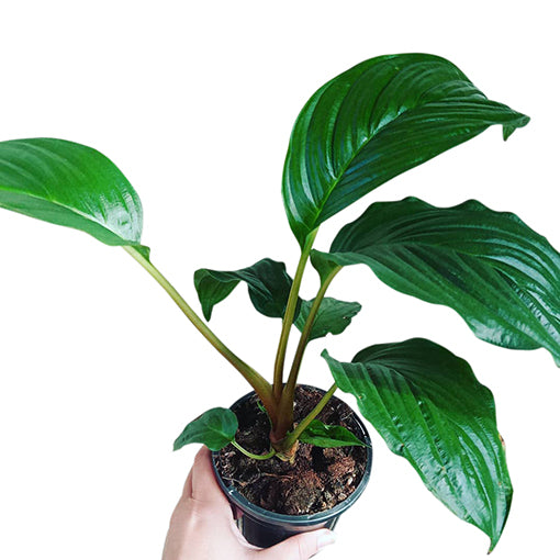 Black Bat Plant - Tacca chantrieri 140mm