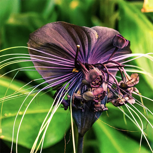 Black Bat Plant - Tacca chantrieri 140mm